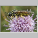 Tenthredo notha - Blattwespe w08.jpg